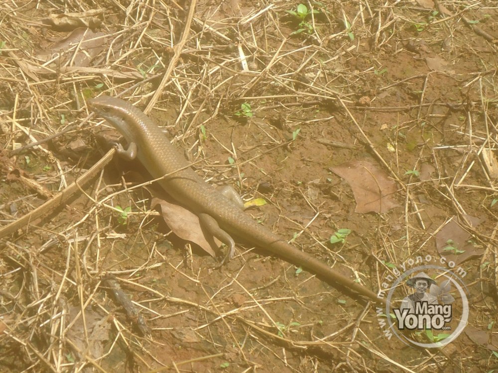 Змея подколодная