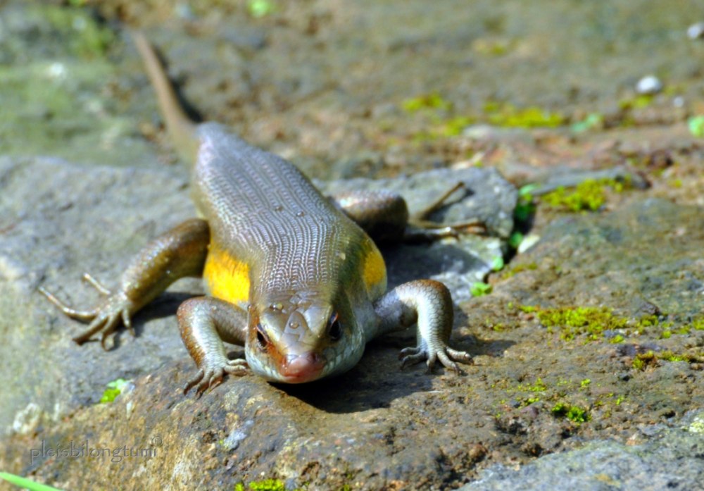 Вьетнамские ящерицы мабуи