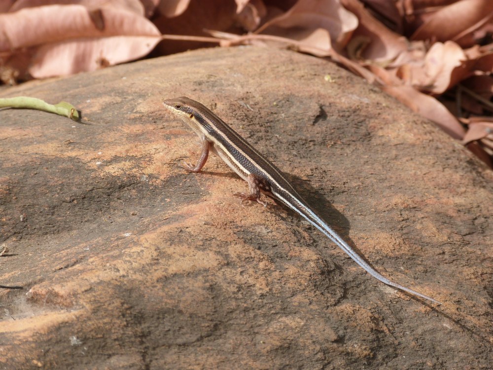 Мабуя голубохвостая