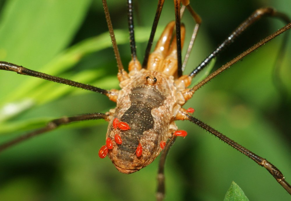 Allothrombium fuliginosum