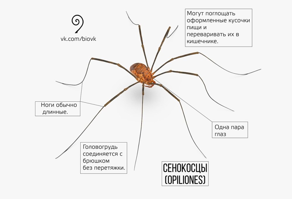Внутреннее строение сенокосца