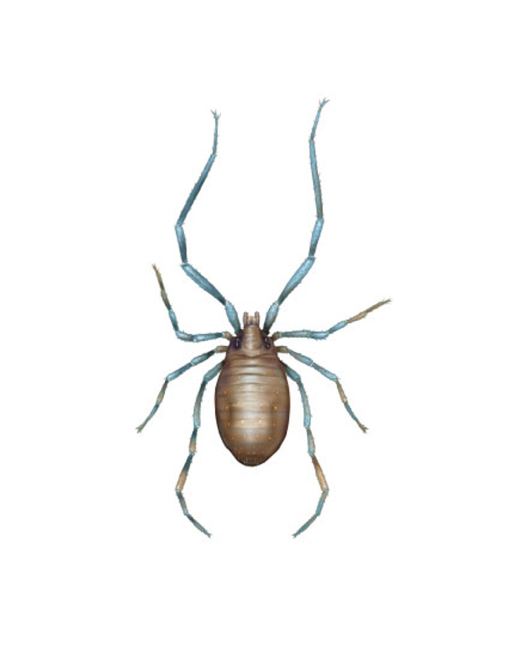 Opilioacarus segmentatus