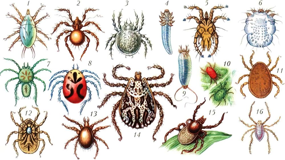 Ixodes Ricinus нимфа