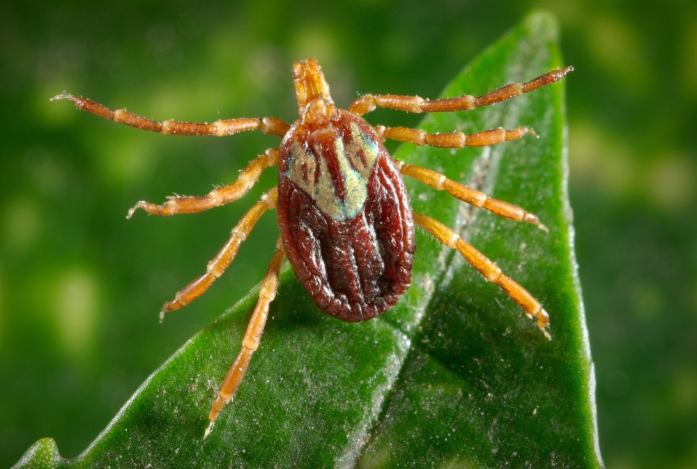 Клещ Amblyomma