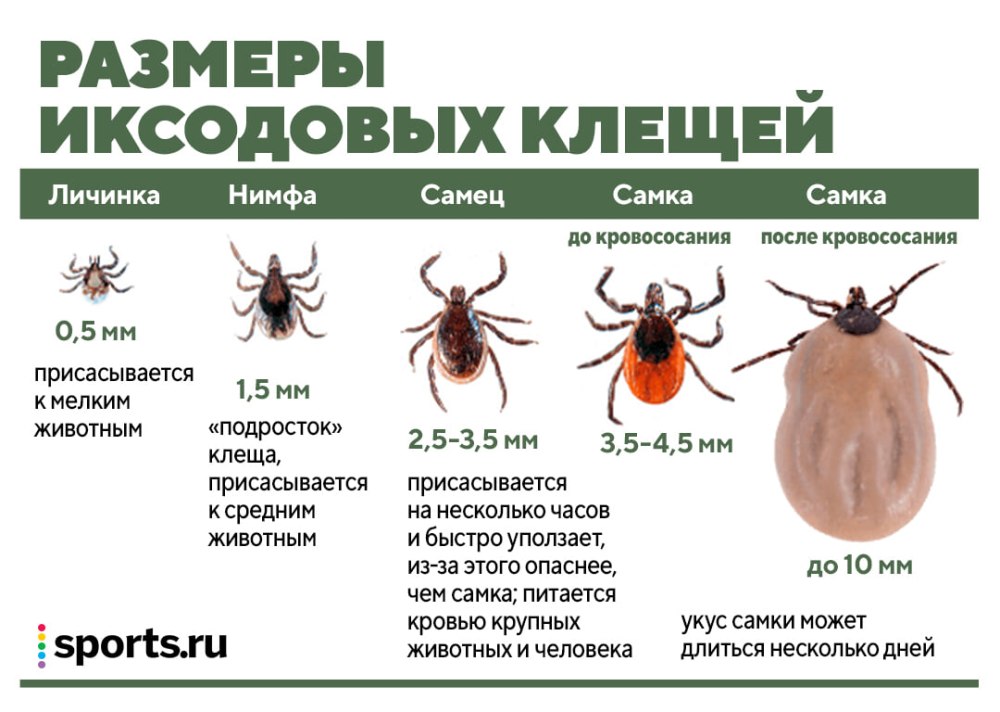 Укус энцефалитного клеща