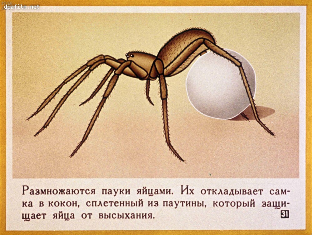 Система размножения паукообразных
