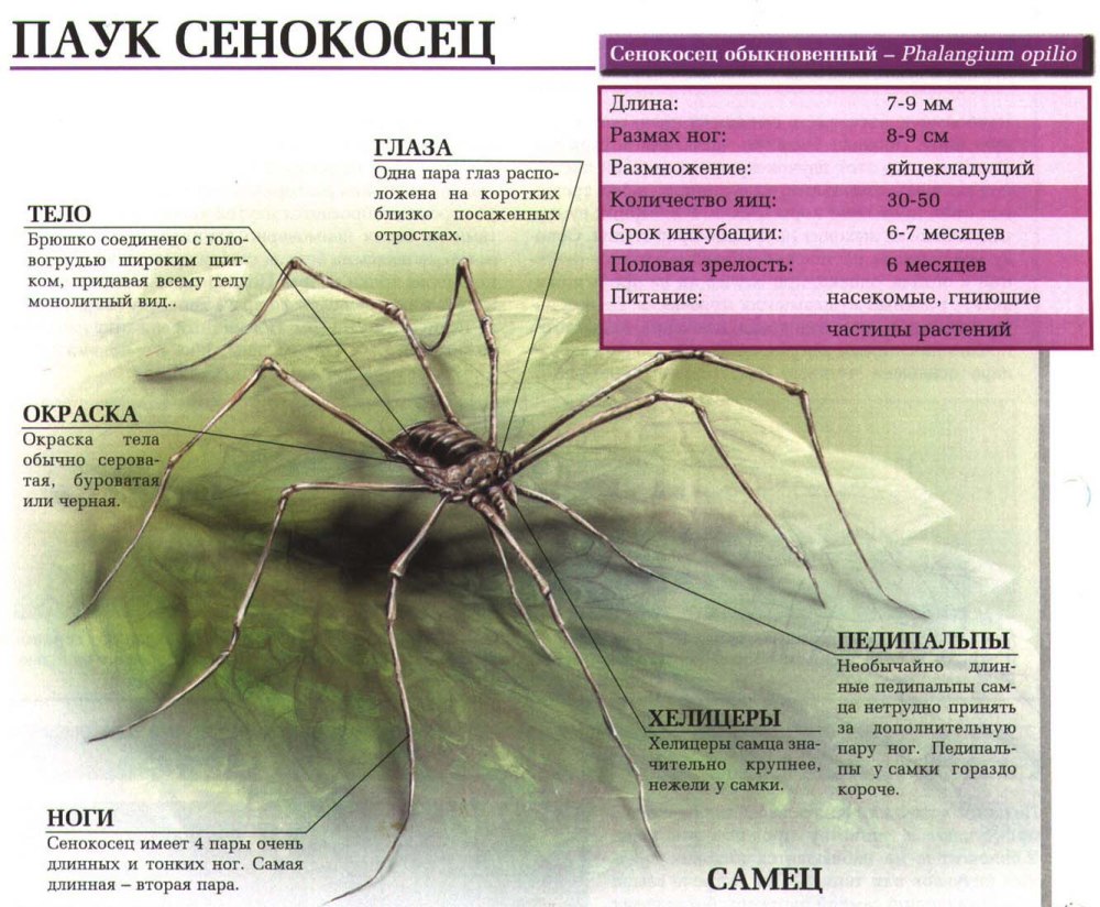 Паук сенокосец опасен