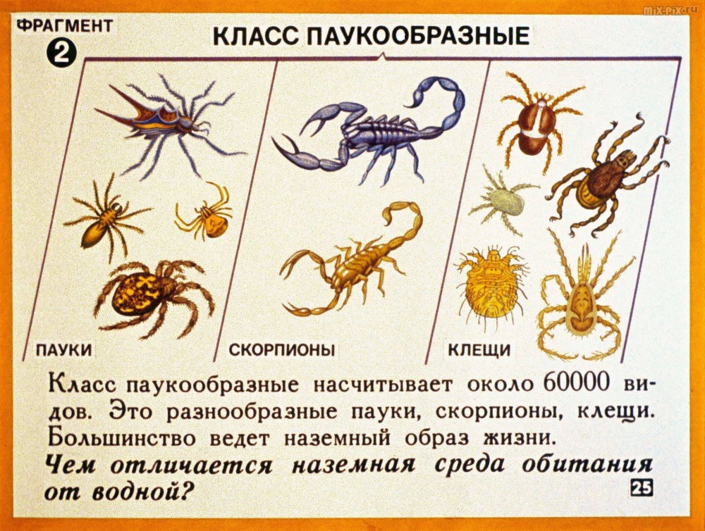 Паукообразные представители