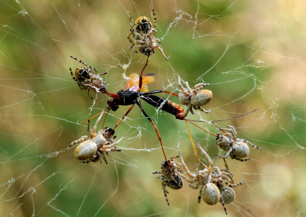 Anelosimus Eximius