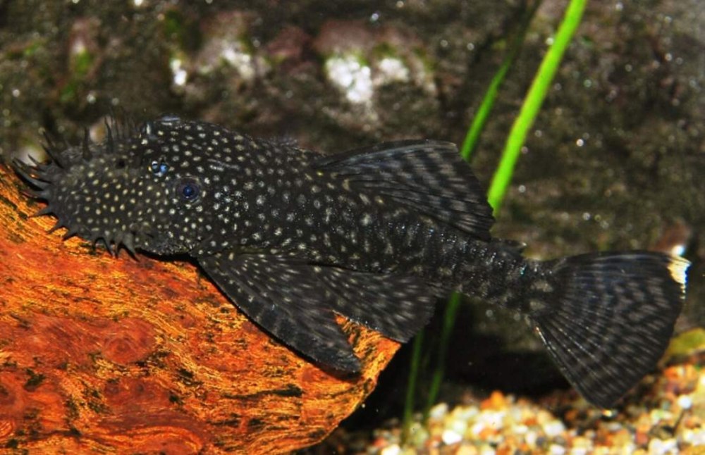Анциструс (Ancistrus dolichopterus)