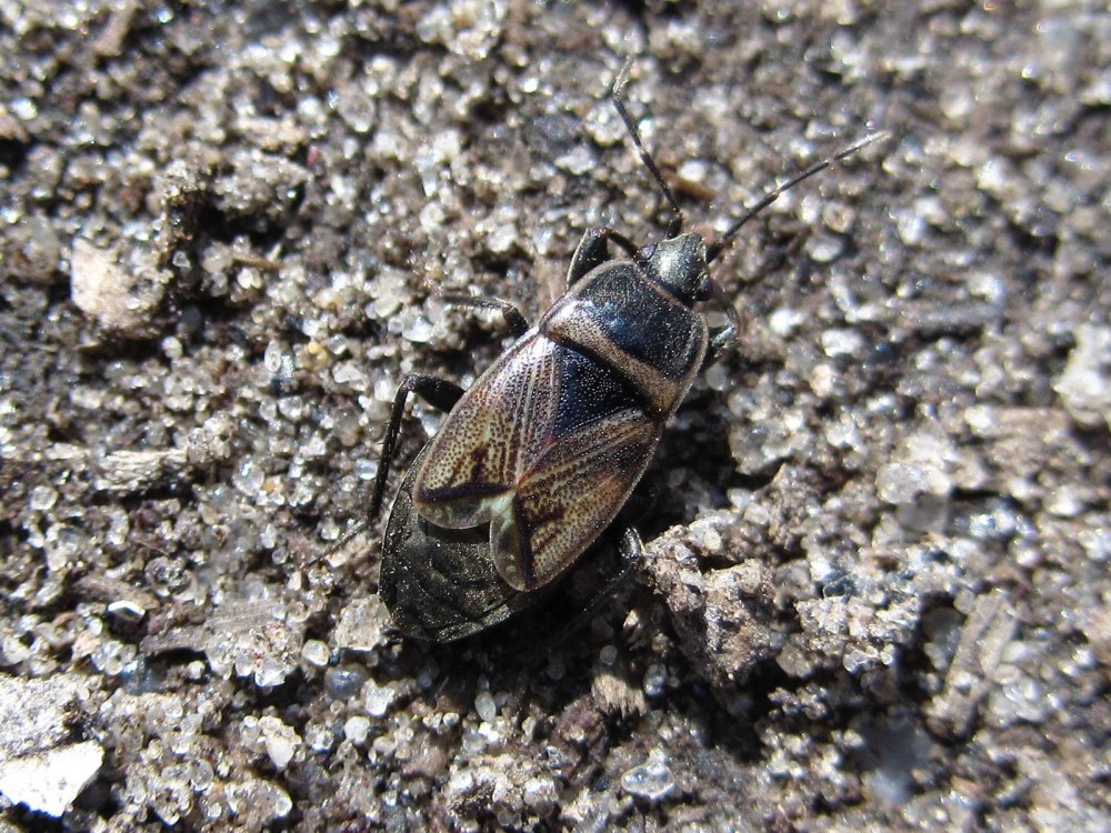 Trapezonotus arenarius
