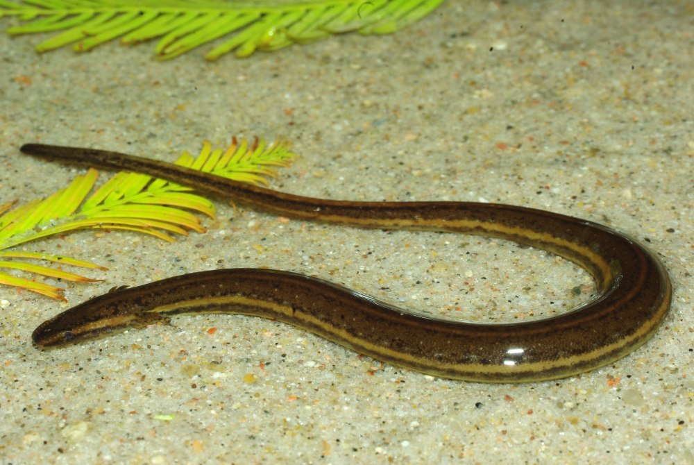 Pseudobranchus striatus