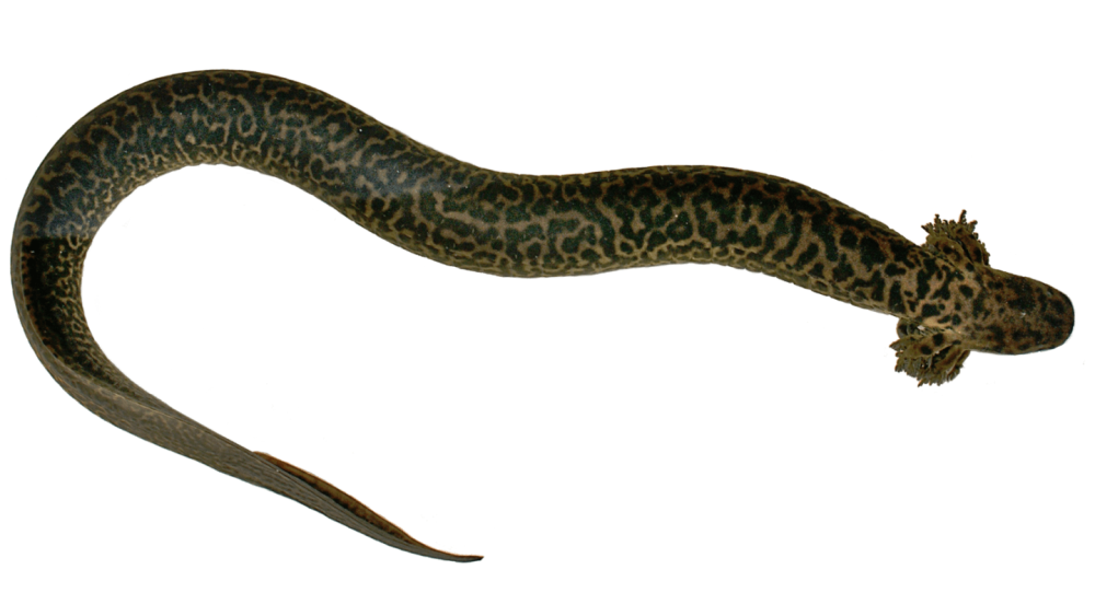 Siren reticulata