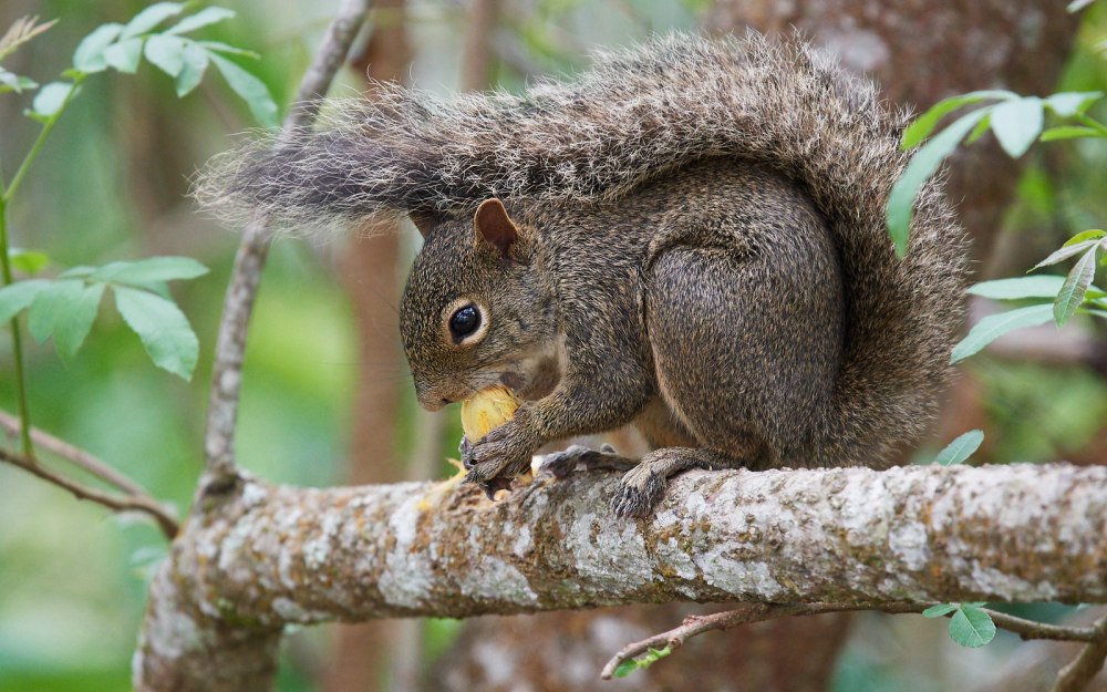Бразильская или гвианская белка