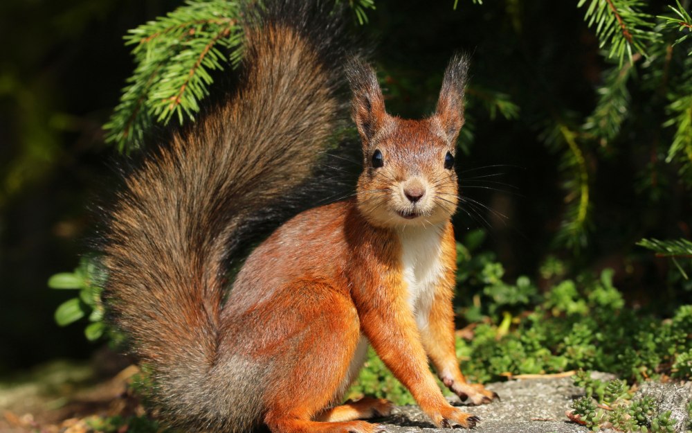 Обыкновенная белка беличьи