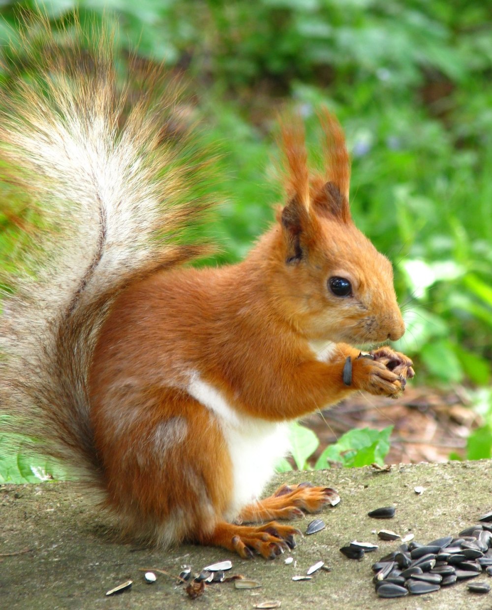 Красивая Белочка