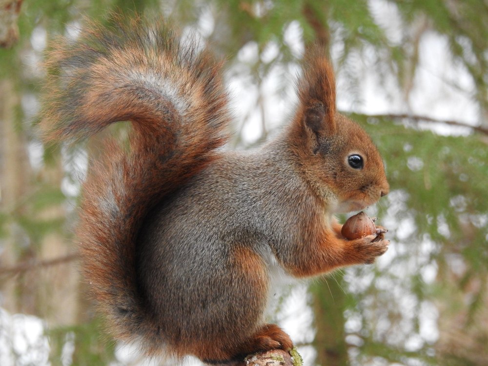 Белка Сулиманская