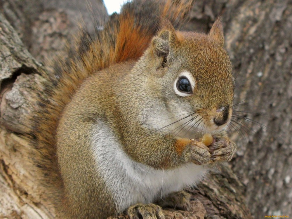 Сократимые белки животных