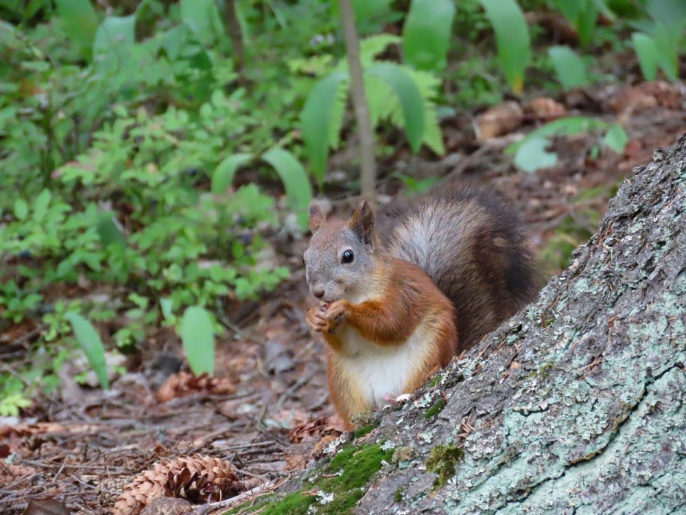 Увидеть белочек и покормить их.