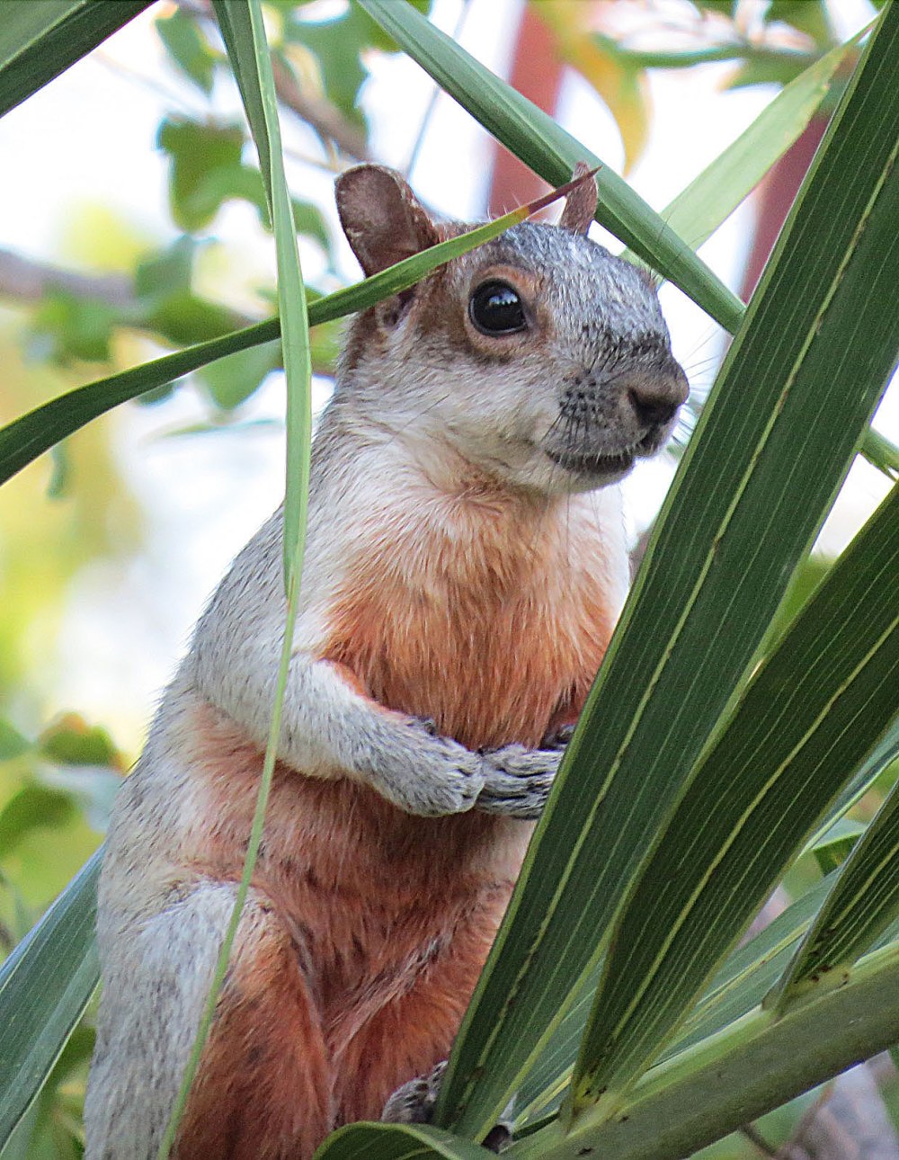 Белка это наземное млекопитающее