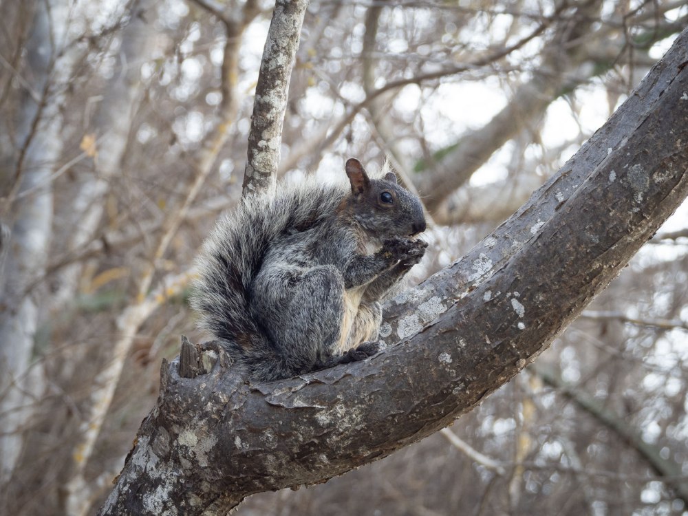 Золотистостобрюхая белка
