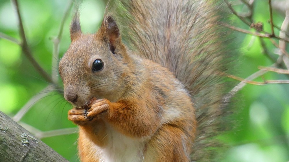 Фурри Грызуны белка