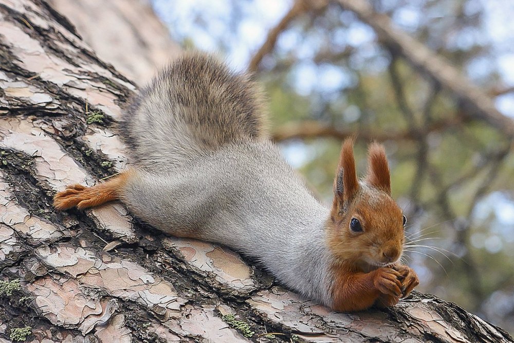 Белка телеутка