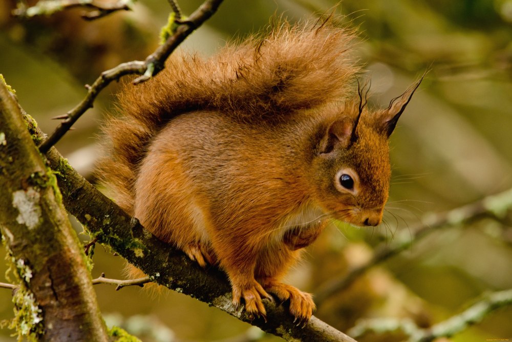 Животные белка