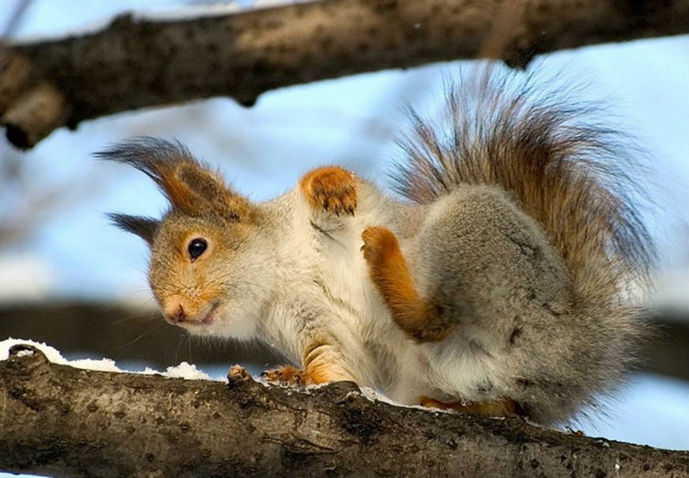 Золотистостобрюхая белка
