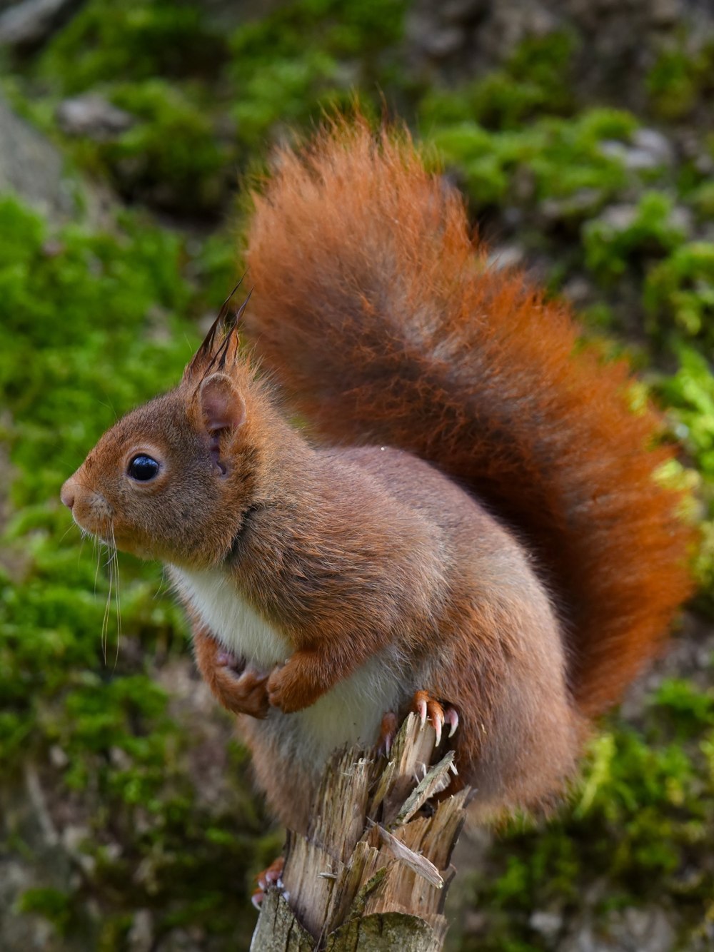 Гуаякильская белка.