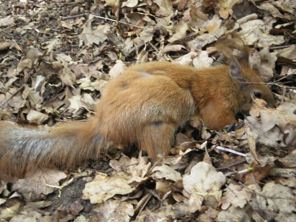 Белка ареал