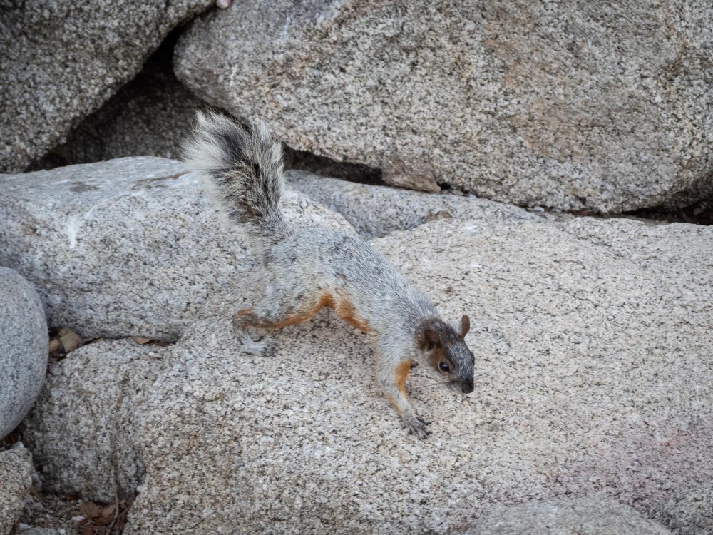 Описание Золотистобрюхая белка