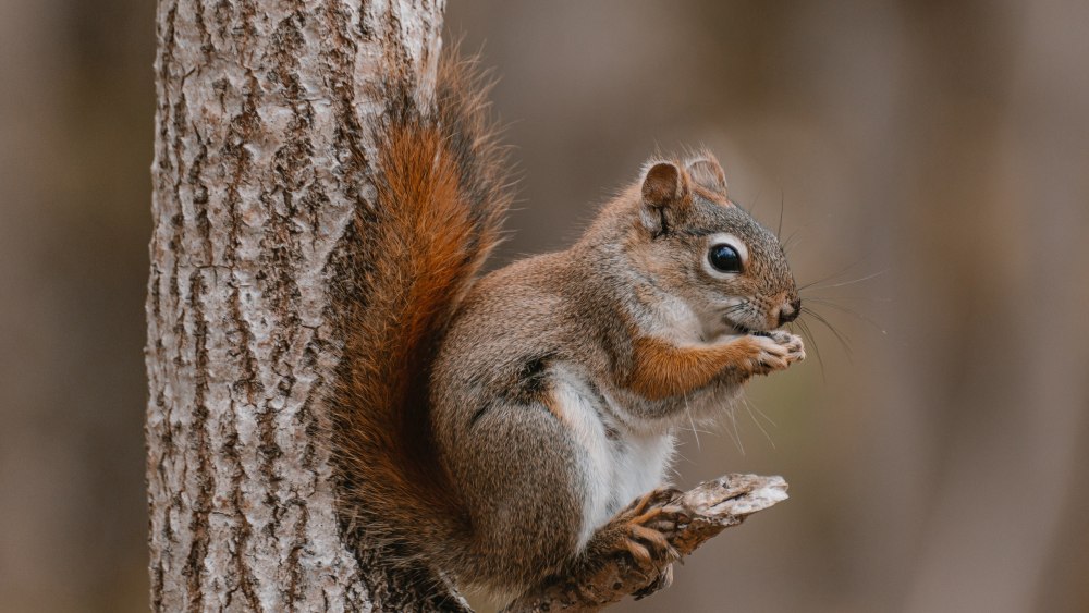 Белка Лесная