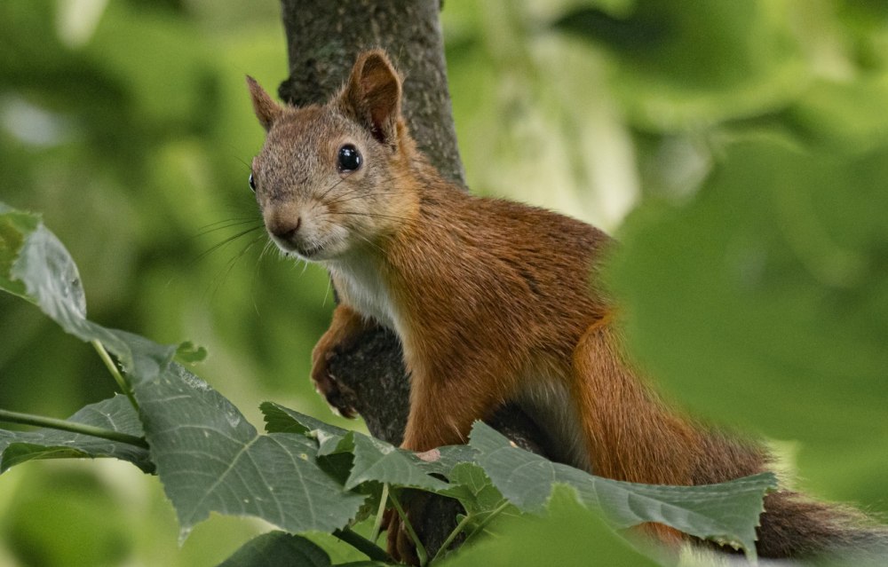 Кормовое дерево белки