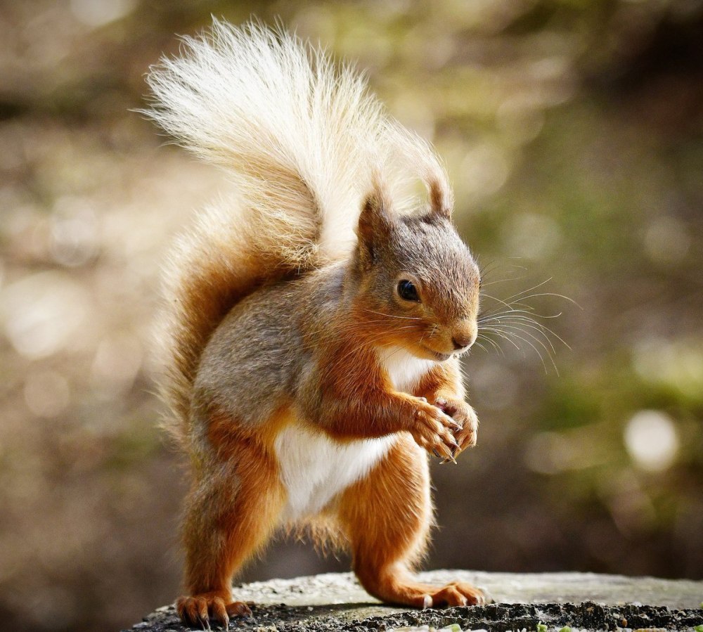 Обыкновенная белка