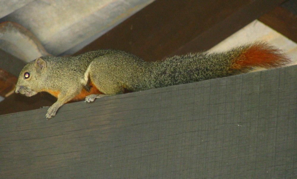 Белку-крошку (Sciurillus pusillus