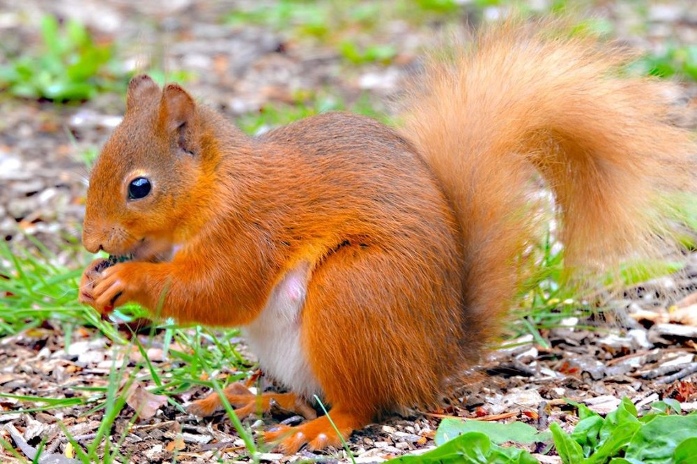 Белополосая белка