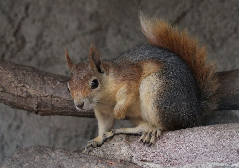 Sciurus anomalus