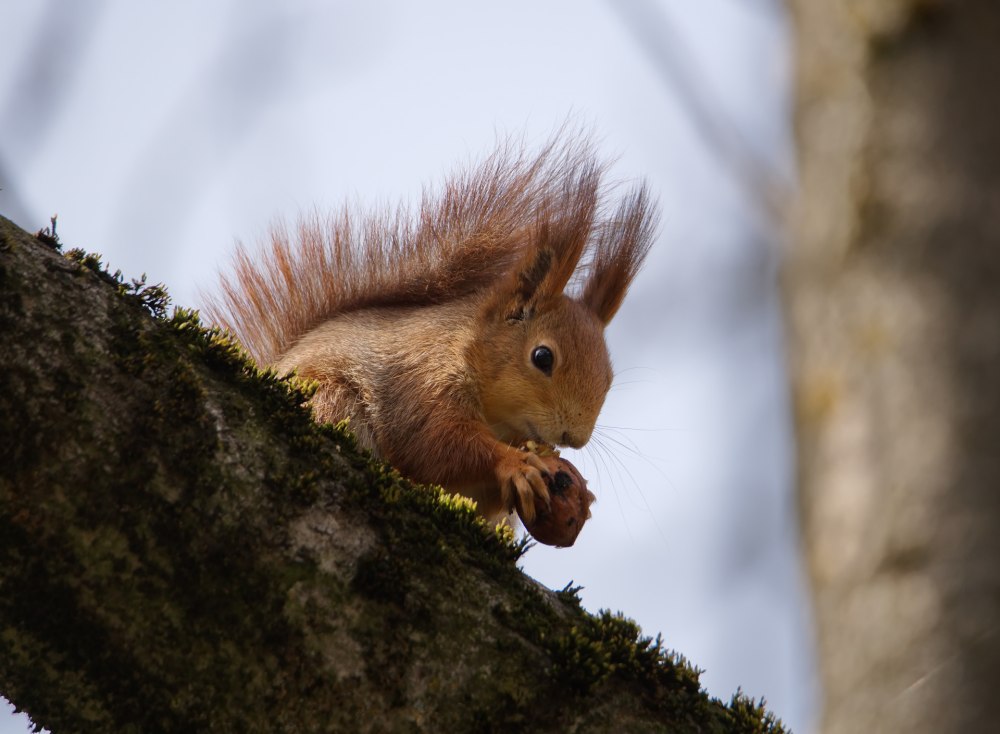 Белка и 70 кг орехов