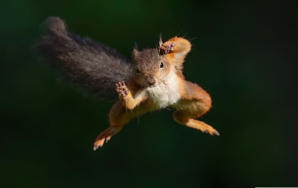 Белка приземляется