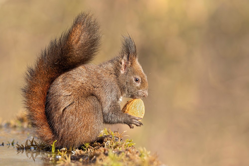 Гуаякильская белка.
