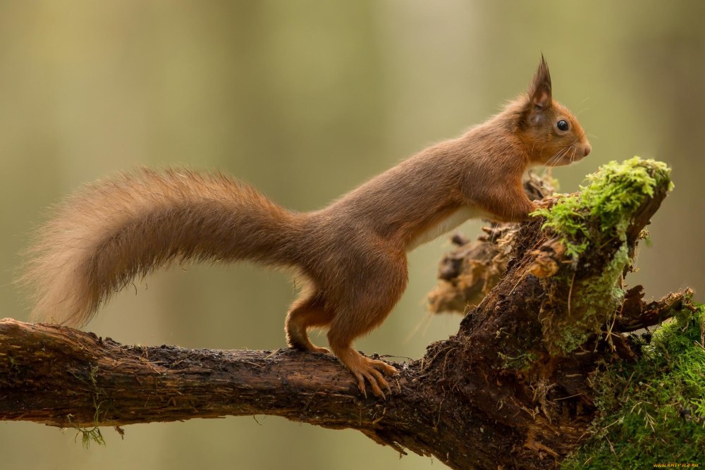 Отряд Грызуны семейство беличьи