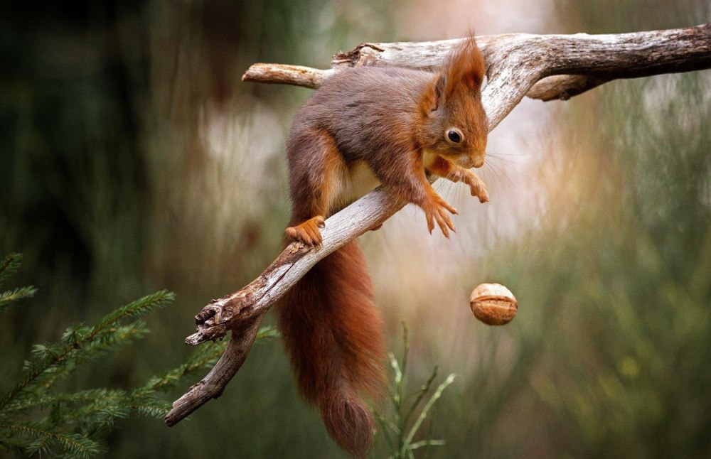 Белка тянется