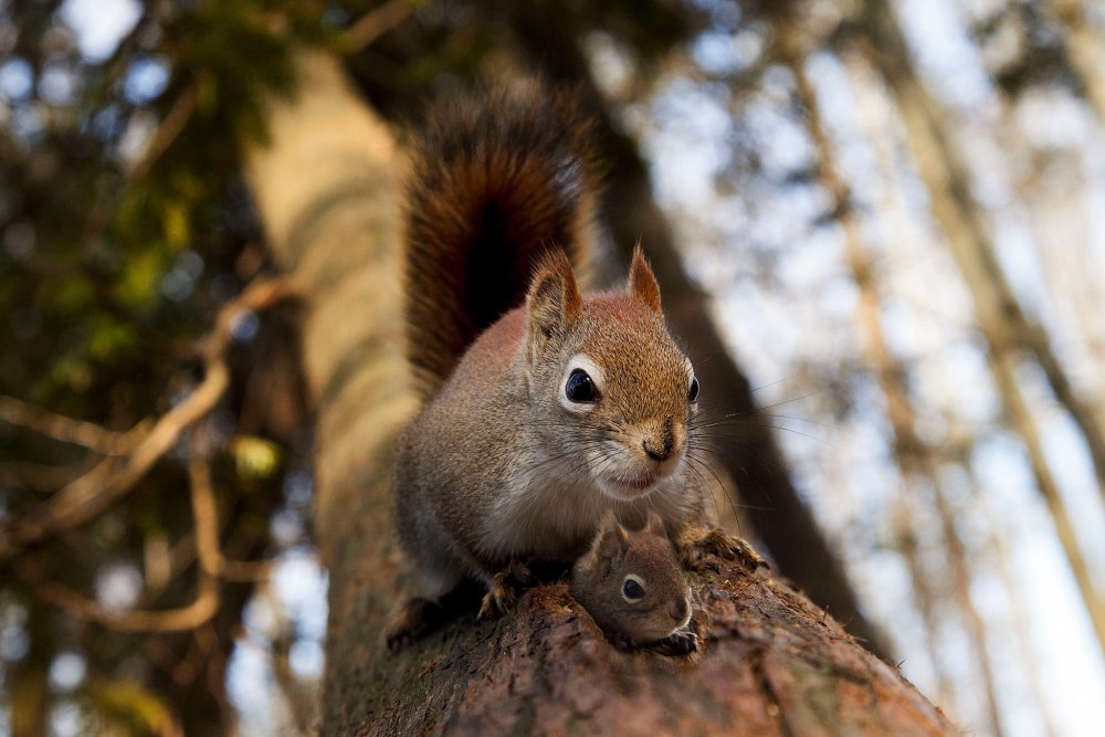 Белка с бельчатами