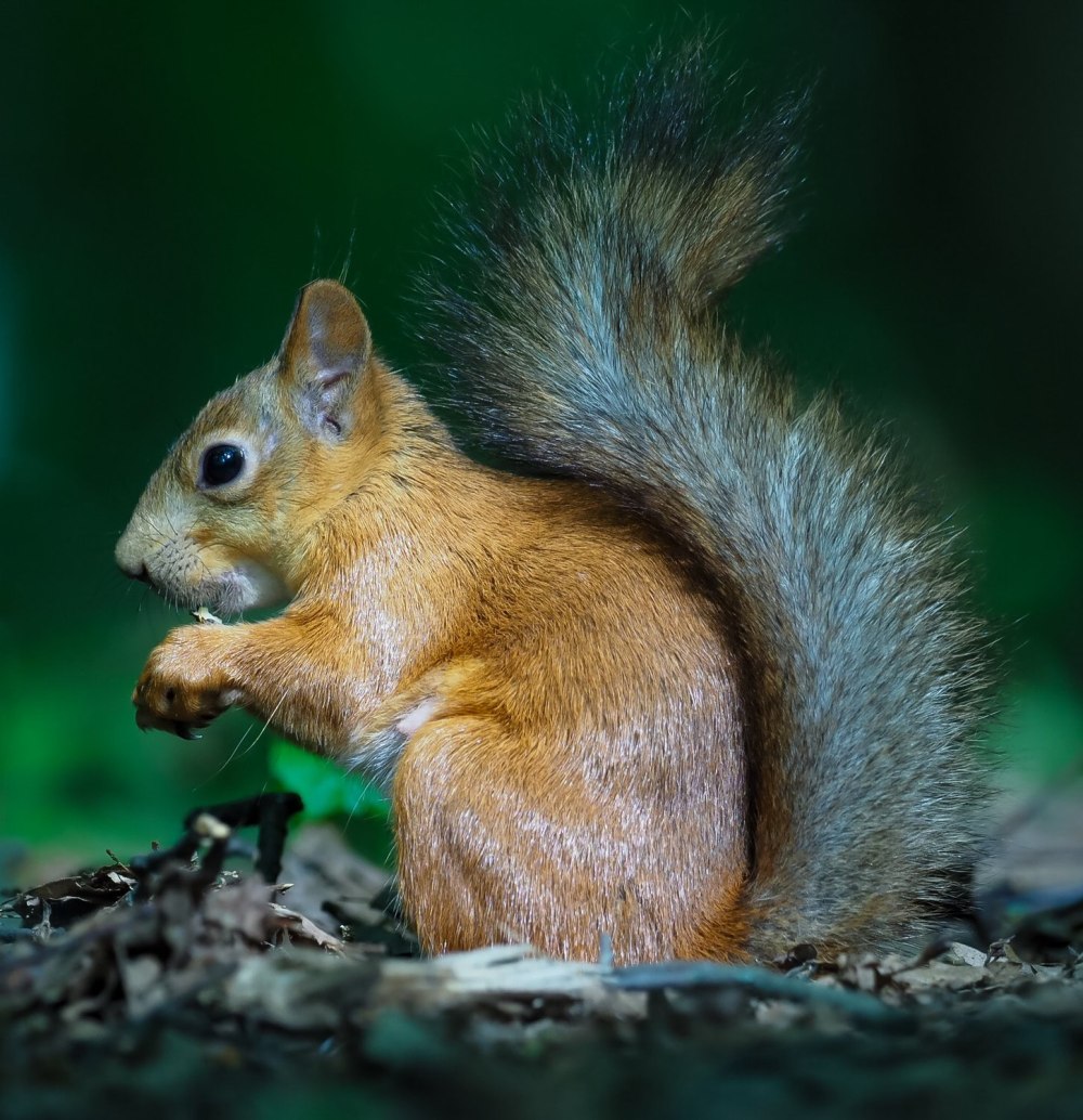 Парк Белочка Московская область