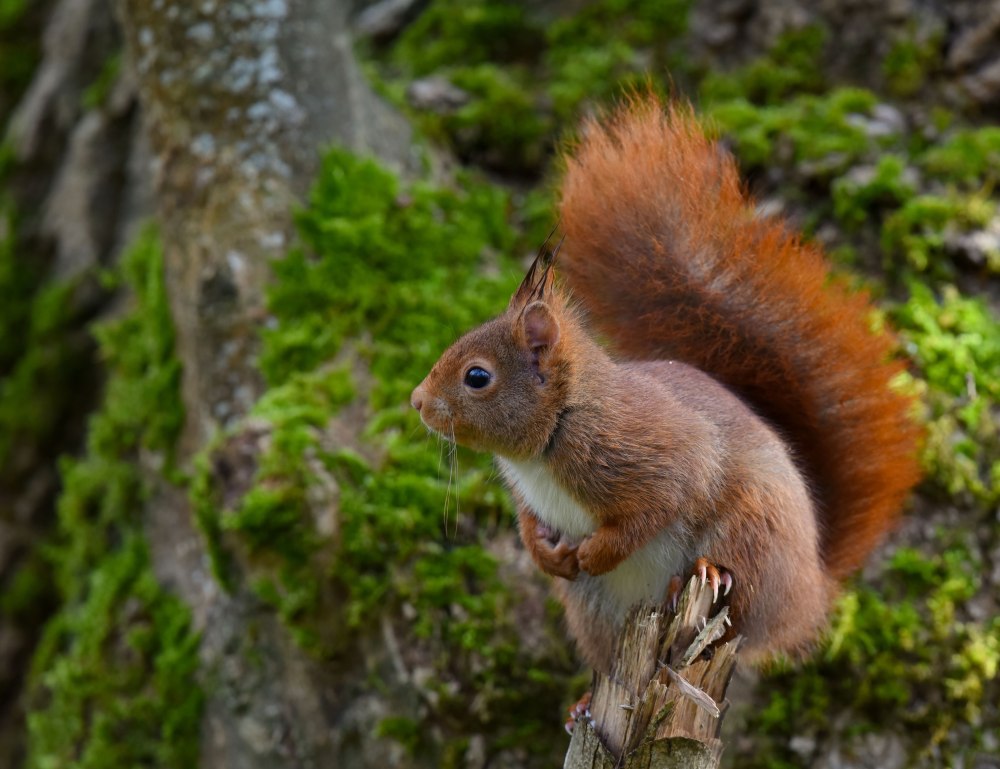Маньчжурская белка