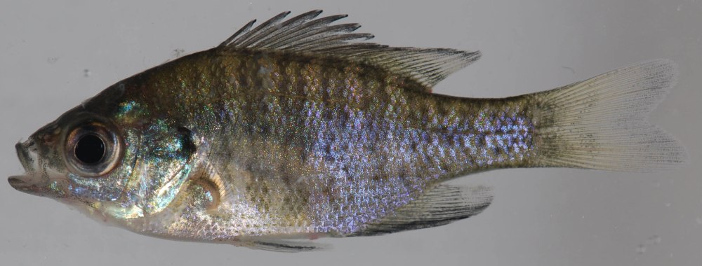 Lepomis macrochirus