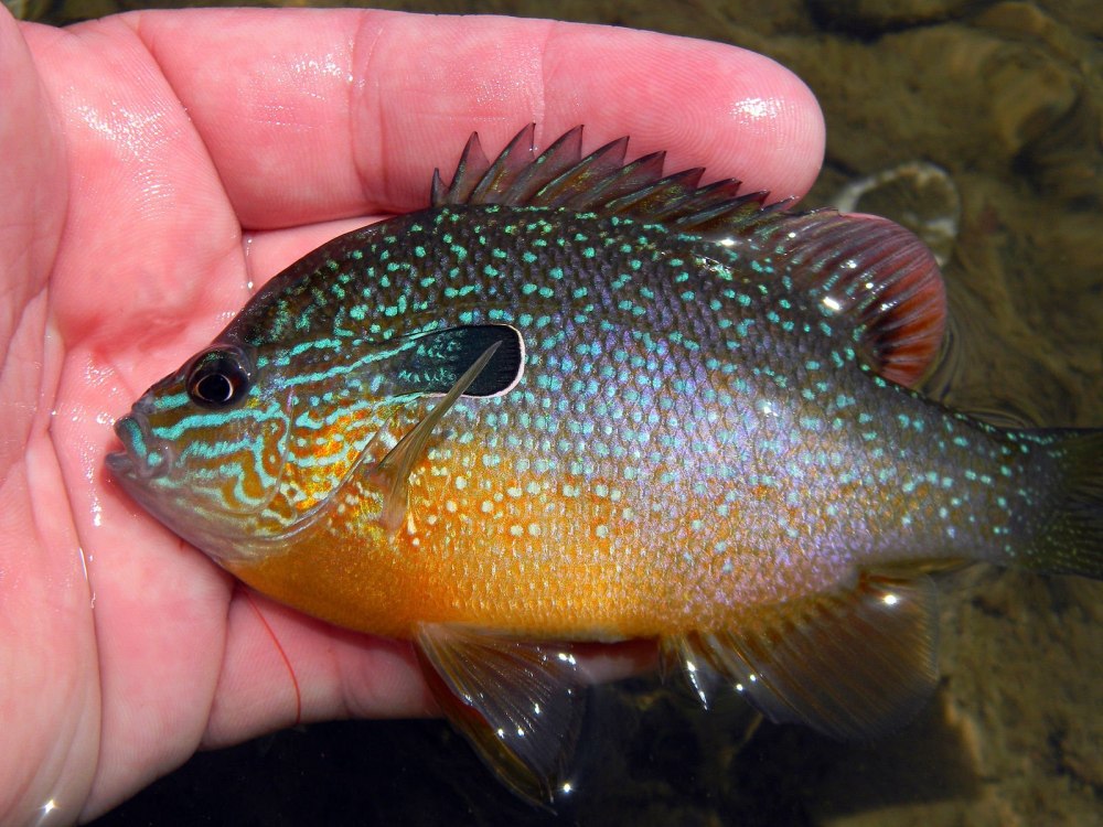 Sunfish рыба