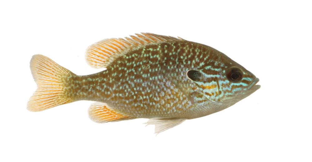 Lepomis megalotis