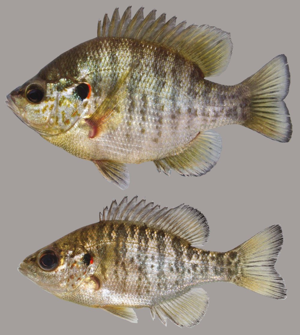 Lepomis macrochirus